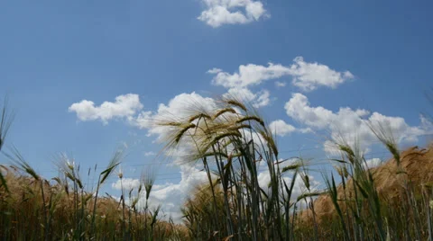Wheat Field Camera Slider Stock Footage 39901456