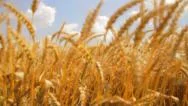 Wheat Field Caressed By Wind Crane Shot Nature Background Health Concept Hd Stock Footage