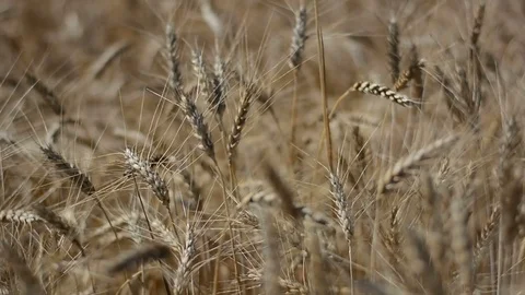 Wheat Field Caressed by Wind Crane Shot NAture Background Health Concept HD Stock Footage 79312231