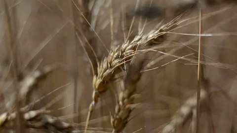Wheat Field Caressed by Wind Crane Shot NAture Background Health Concept HD Stock Footage 79313676