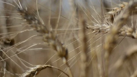 Wheat Field Caressed by Wind Crane Shot NAture Background Health Concept HD Stock Footage 79314286