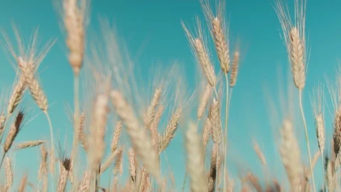 Wheat Field Caressed by Wind Crane Shot NAture Background Health Concept HD Stock Footage