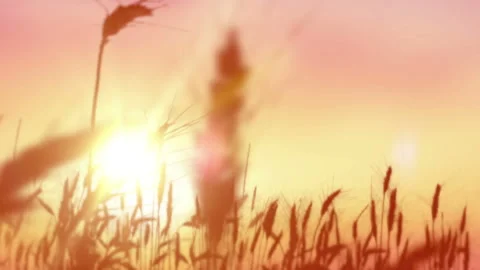 Wheat Field Caressed By Wind Crane Shot Nature Background Health Concept Stock Footage 93712586