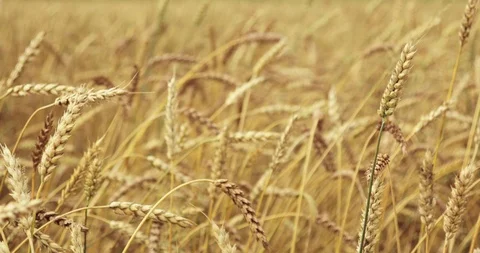 Wheat Field Caressed by Wind. Ears of wheat close up. 4K Stock Footage 95080770