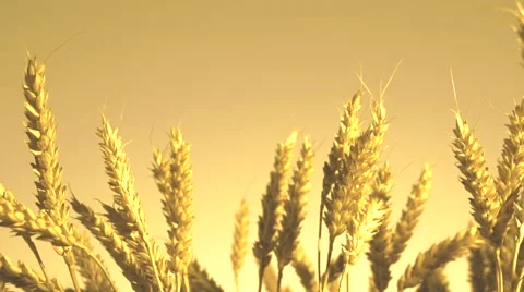 Wheat Field Caressed by Wind. Stock-Footage 55548110