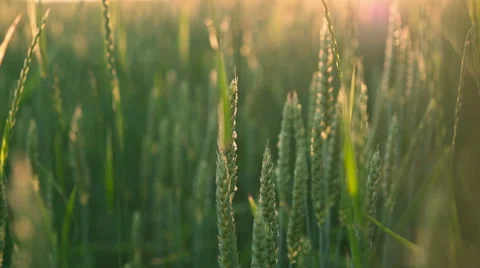 Wheat field caressed by wind. Stock Footage 64320016