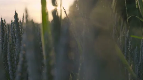 Wheat field caressed by wind. Stock Footage 64320108
