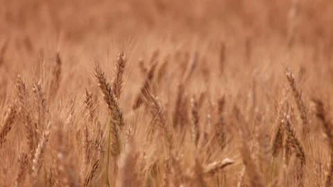 Wheat Field Caressed by Wind Stock Footage 75653783