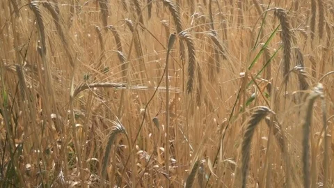 Wheat Field Caressed by Wind, nature Background Health Concept HD Stock Footage 77446304