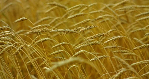 Wheat Field Caressed by Wind Rack Focus Close Up Stock Footage 94688984