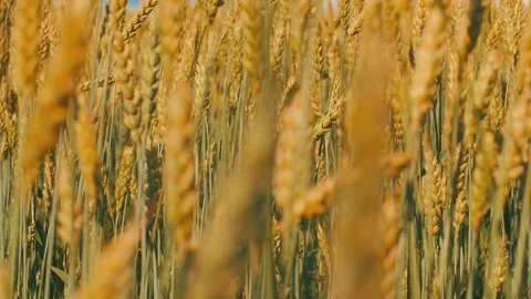 Wheat Field caressed by wind. Slow motion shot Video stock 77426633
