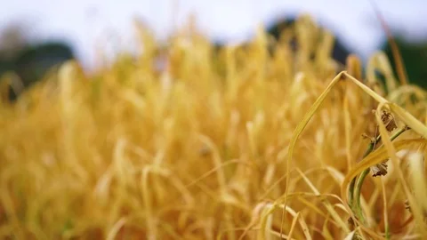 Wheat Field Caressed by Wind with trees on Background HD Stock Footage 73972958