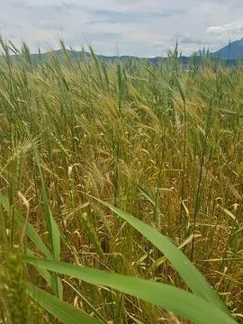 A wheat field caught in transition-half of the crop have ripened Stock Photos