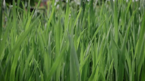 Wheat Field Cereal Growing Crop. Fresh Green Rye Plant Grow Nature spring season Stock Footage 155056167