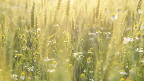 Wheat field with chamomile flowers Video stock 132430951