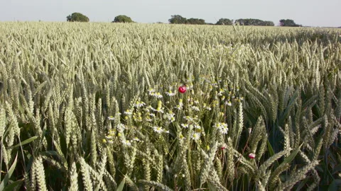 Wheat field with chamomile Stock Footage 144846673