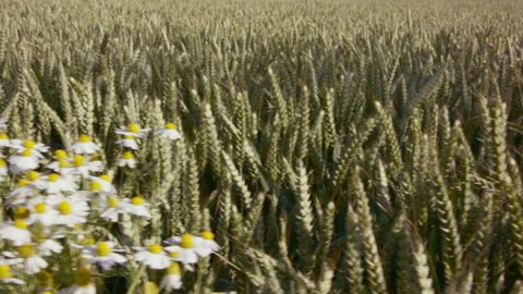 Wheat field with chamomile 動画素材 144847304