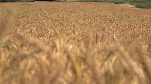 Wheat field change focus Stock Footage 37662135