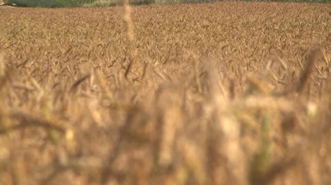 Wheat field change focus Stock Footage 37662223