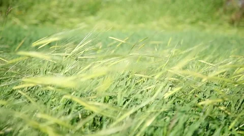 Wheat Field Change focus Stockbeeldmateriaal 44749182