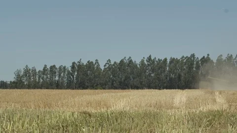 Wheat field - Chile 4K Stock Footage 125058509