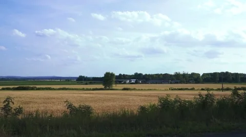 Wheat field, Clear Blue Sky Stock Footage 50634030
