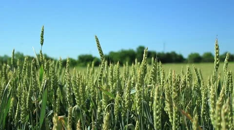 Wheat field (close up) _2 Stock Footage 11222257
