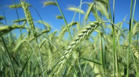 Wheat field (close up) _4 Stock Footage 11208675