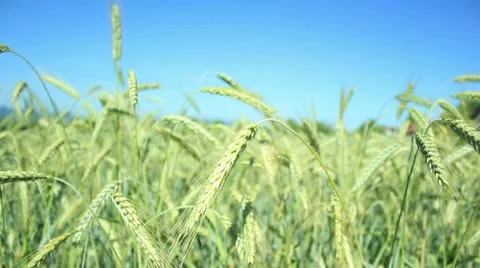 Wheat field (close up) _5 Stock Footage 11205351