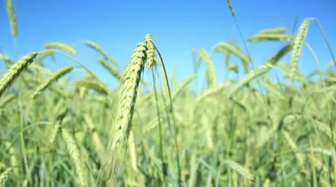 Wheat field (close up) _6 Stock Footage 11204454