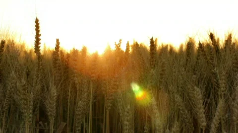 Wheat field close against sun Stock Footage