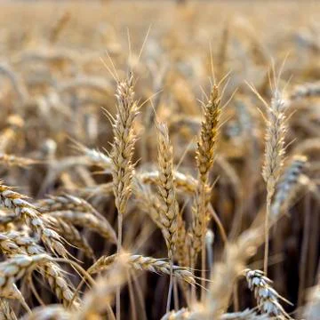 Wheat field close up. Background of ripening ears of meadow wheat field. Rich Fotos de archivo