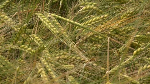 Wheat field close up blowing in the wind UK 4K Stock Footage 111222489
