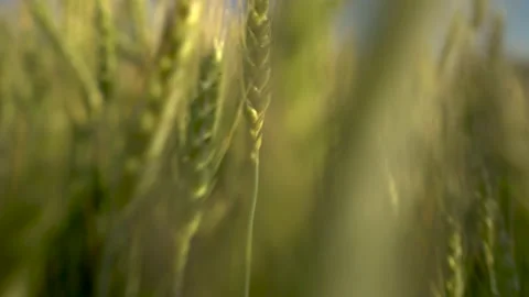 Wheat field close-up. The camera goes through the green spikelets. Stock Footage 135087092