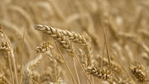 Wheat in field close up of crop Stock Footage 93585428