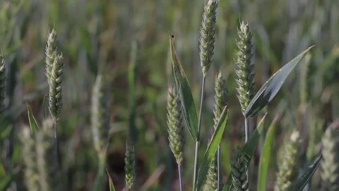 Wheat field. Close-up. Dolly slider shot. Stock Footage 78620447
