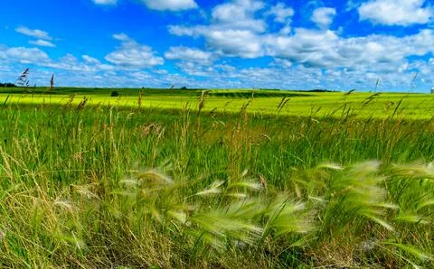 Wheat field, close-up of ears of cereal plant in the field Stock Photos