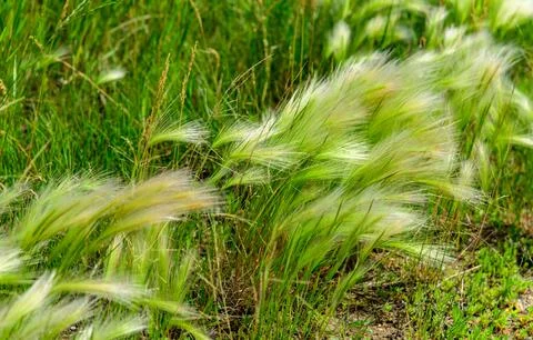Wheat field, close-up of ears of cereal plant in the field 写真素材