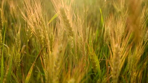 Wheat field. Close up of ears of golden wheat Stock Footage 246702511