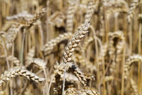 Wheat field, close-up of ears Stock Photos