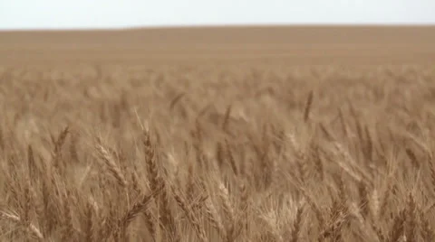 Wheat Field Close Focus Stock Footage 35597564