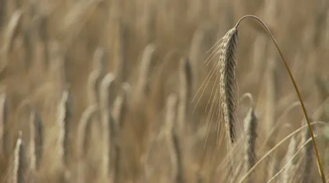 Wheat field close up 스톡 동영상 11883081