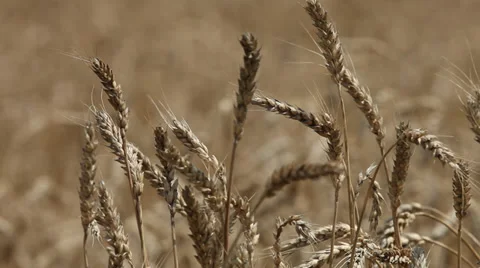 Wheat Field Close Up Stock Footage 35791693