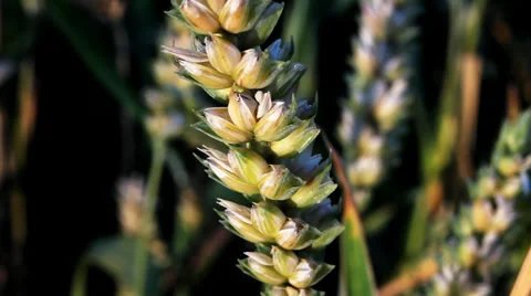Wheat field. Close up. Video stock 36718426