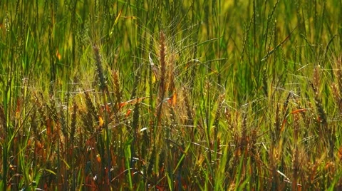 Wheat Field Close Up Stock Footage 50633547