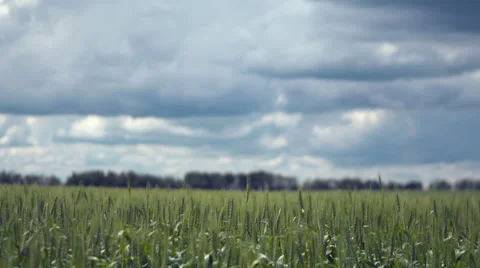 Wheat field up close Stock Footage 67637539