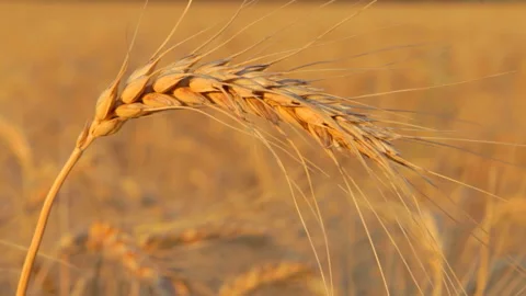 Wheat field close-up Video stock 89218829