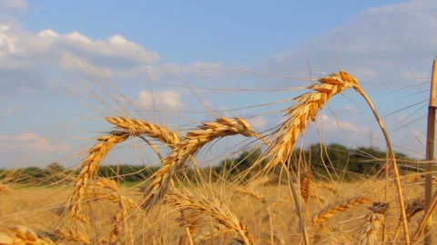 Wheat field close-up Stock Footage 89218847