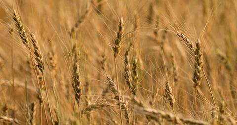 Wheat in a Field Close Up Stock Footage 91001073