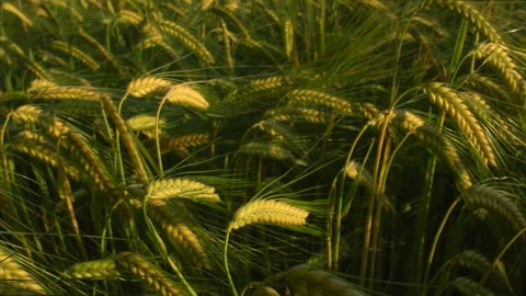 Wheat field close up Stock Footage 131188263